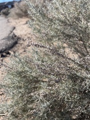 Angiospermae