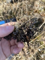 Cladonia scabriuscula