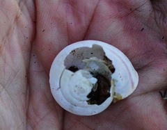Helminthoglypta
