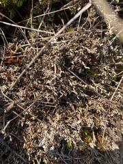 Cladonia scabriuscula