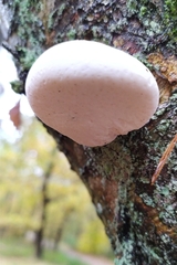 Fomitopsis betulina