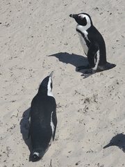 Spheniscus demersus
