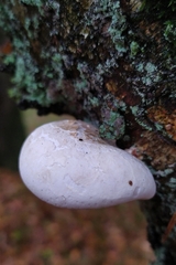 Fomitopsis betulina