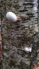 Fomitopsis betulina