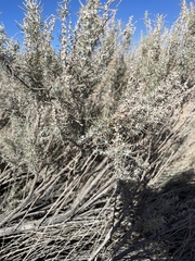 Angiospermae