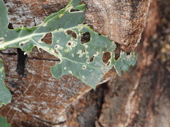 Erysiphe cruciferarum