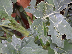 Erysiphe cruciferarum