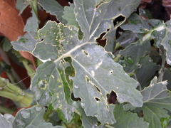 Erysiphe cruciferarum