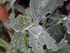 Erysiphe cruciferarum
