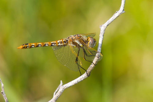 Variegated Meadowhawk, photo 3 of 7