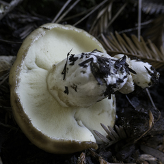 Suillus pseudobrevipes