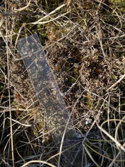 Cladonia scabriuscula