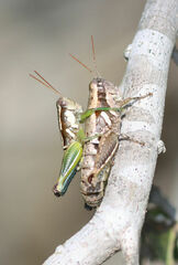 Paraidemona