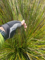 Elegia tectorum