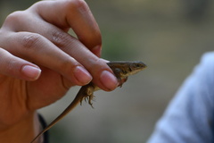 Sceloporus aeneus