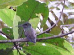 Eupetomena cirrochloris