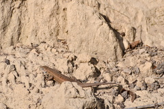 Sceloporus aeneus