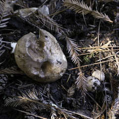 Suillus pseudobrevipes
