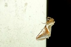 Habrosyne pyritoides
