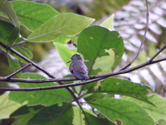 Eupetomena cirrochloris