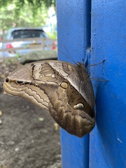 Eryphanis lycomedon
