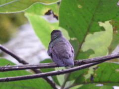 Eupetomena cirrochloris