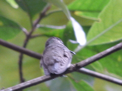 Eupetomena cirrochloris