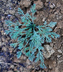 Eschscholzia californica