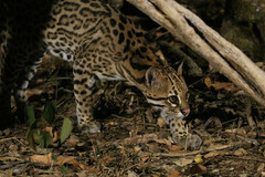 Leopardus pardalis mitis