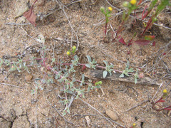 Atriplex pacifica