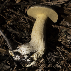 Suillus fuscotomentosus