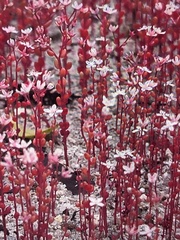 Sedum smallii