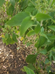 Acalypha ostryifolia