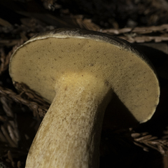 Suillus fuscotomentosus