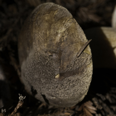 Suillus fuscotomentosus