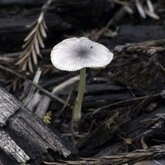 Bolbitius aleuriatus