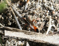 Ammophila femurrubra
