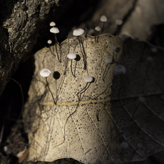 Collybiopsis quercophila