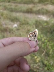 Polyommatus corydonius