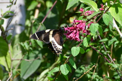 Papilio garamas garamas