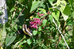 Papilio garamas garamas