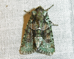 Lacinipolia explicata