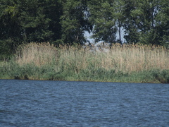 Phragmites australis altissimus