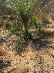 Phoenix acaulis