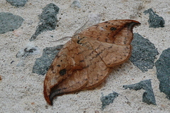 Drepana falcataria
