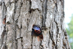 Xylocopa frontalis