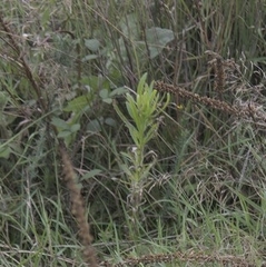 Erigeron floribundus