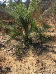 Phoenix acaulis
