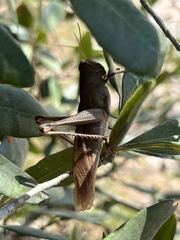 Schistocerca alutacea