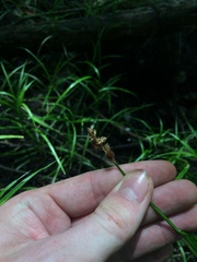 Carex tribuloides